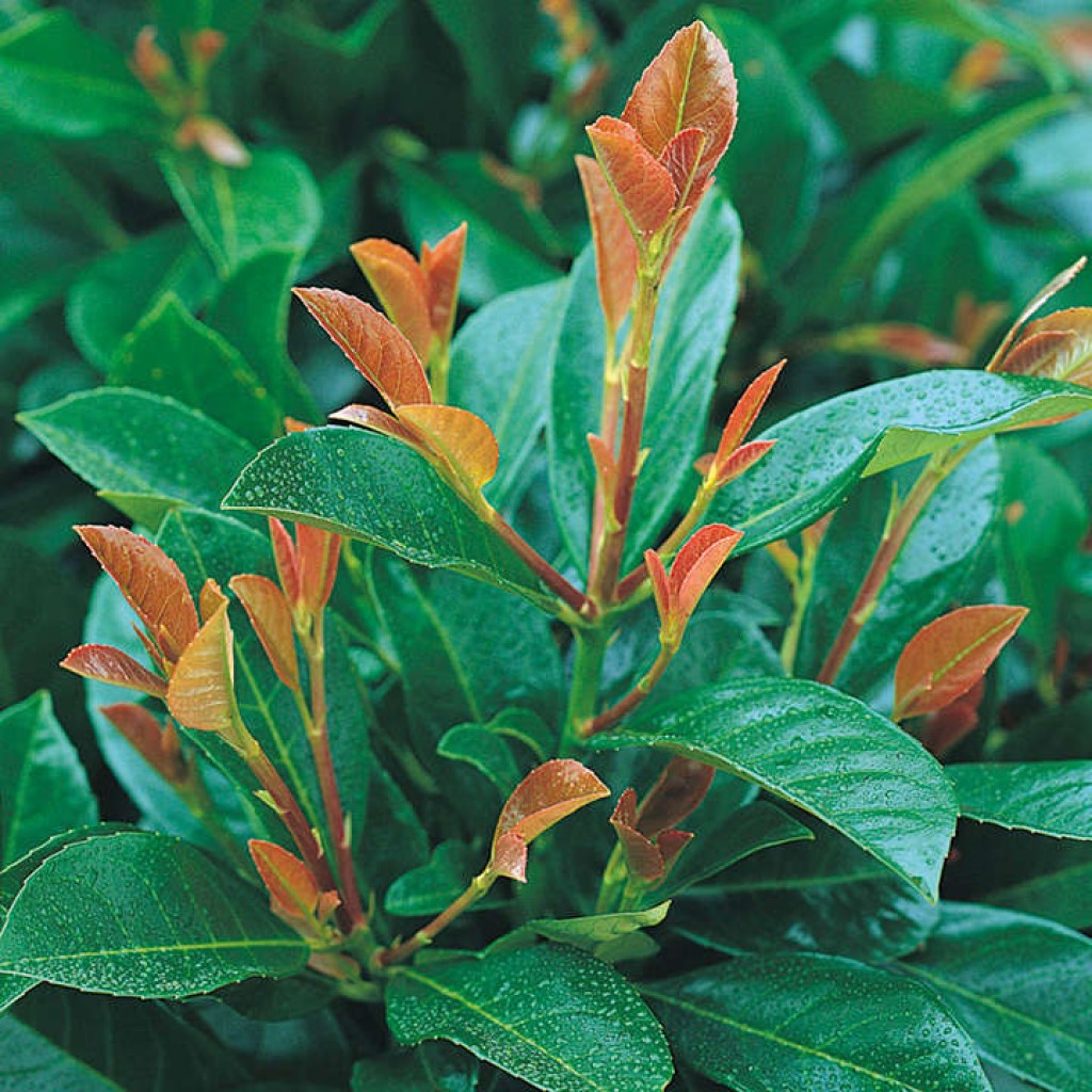 Babérmeggy (Prunus laurocerasus 'Etna')