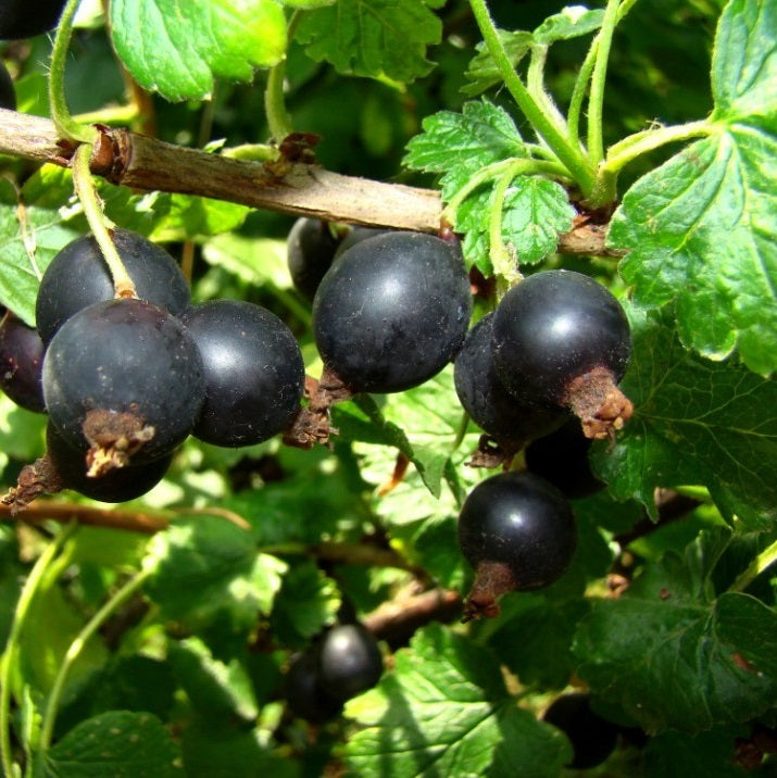 Josta (Ribes nidigrolaria)