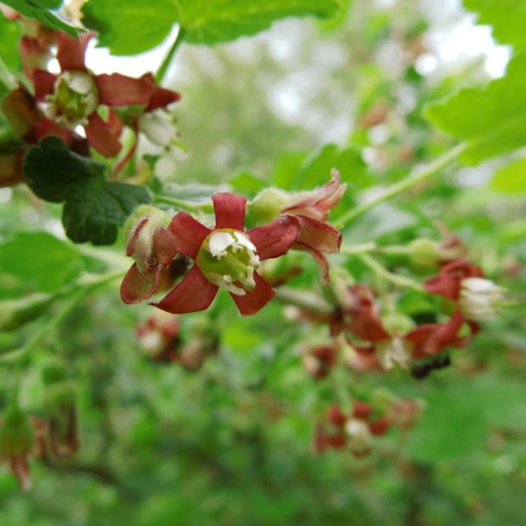 Josta (Ribes nidigrolaria)