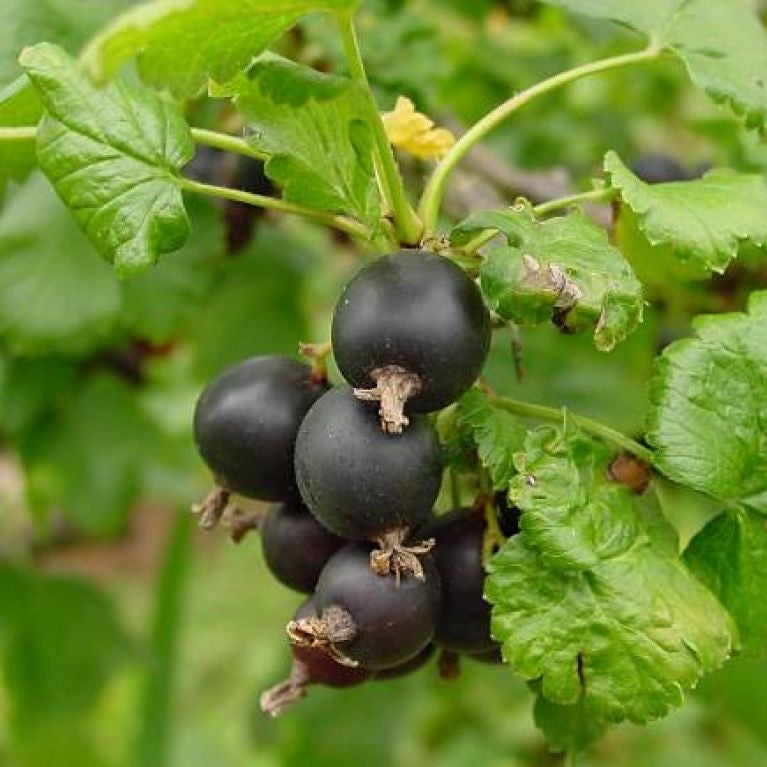 Josta (Ribes nidigrolaria)