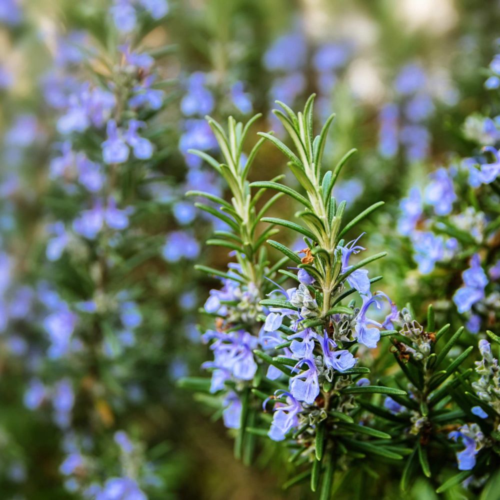 Rozmaring (Rosmarinus officinalis)