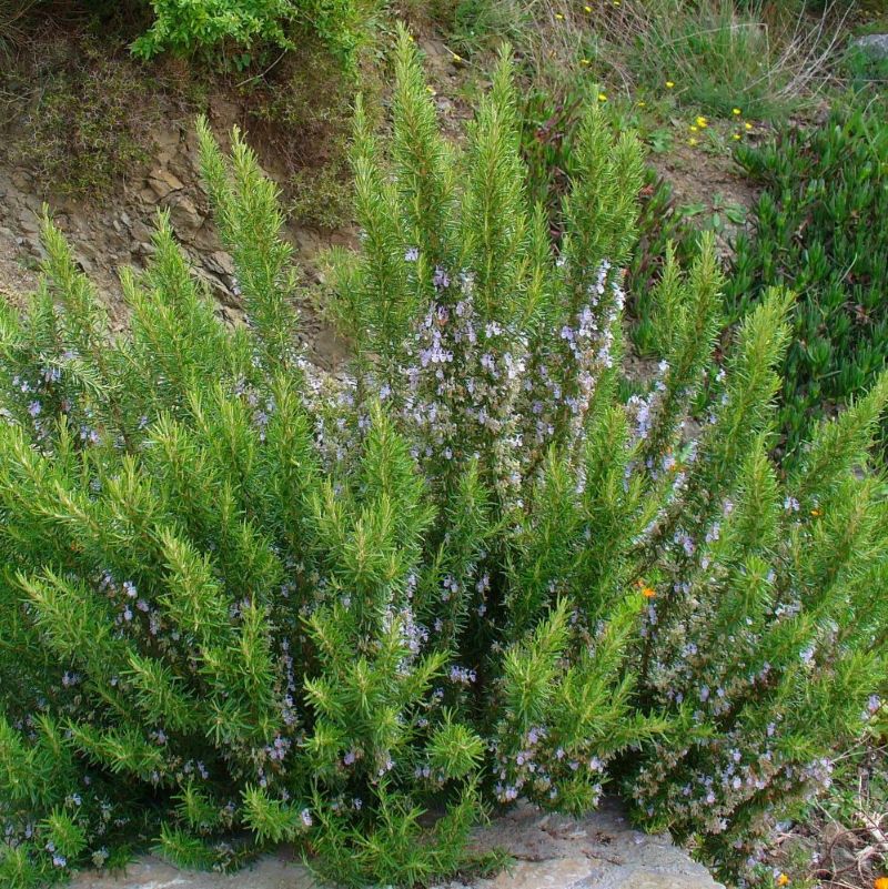 Rozmaring (Rosmarinus officinalis)
