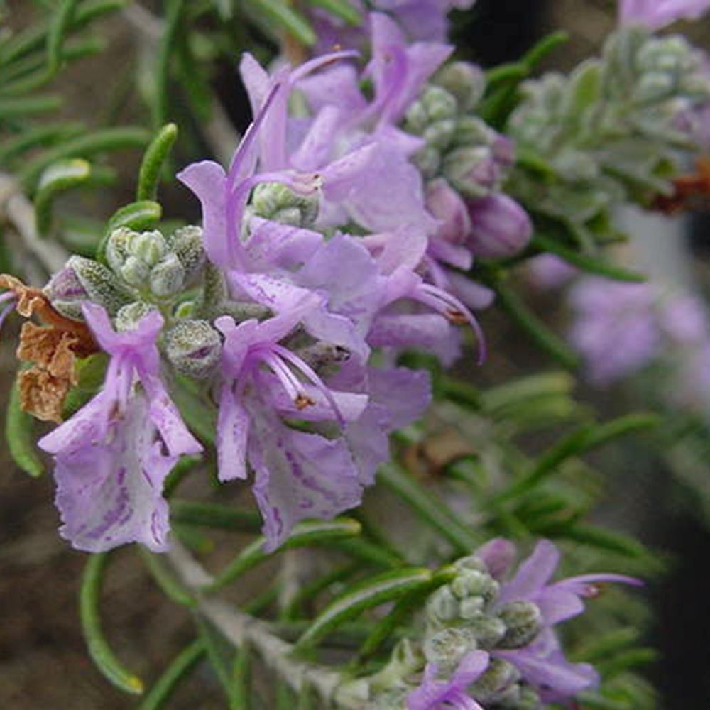 Rozmaring (Rosmarinus officinalis)