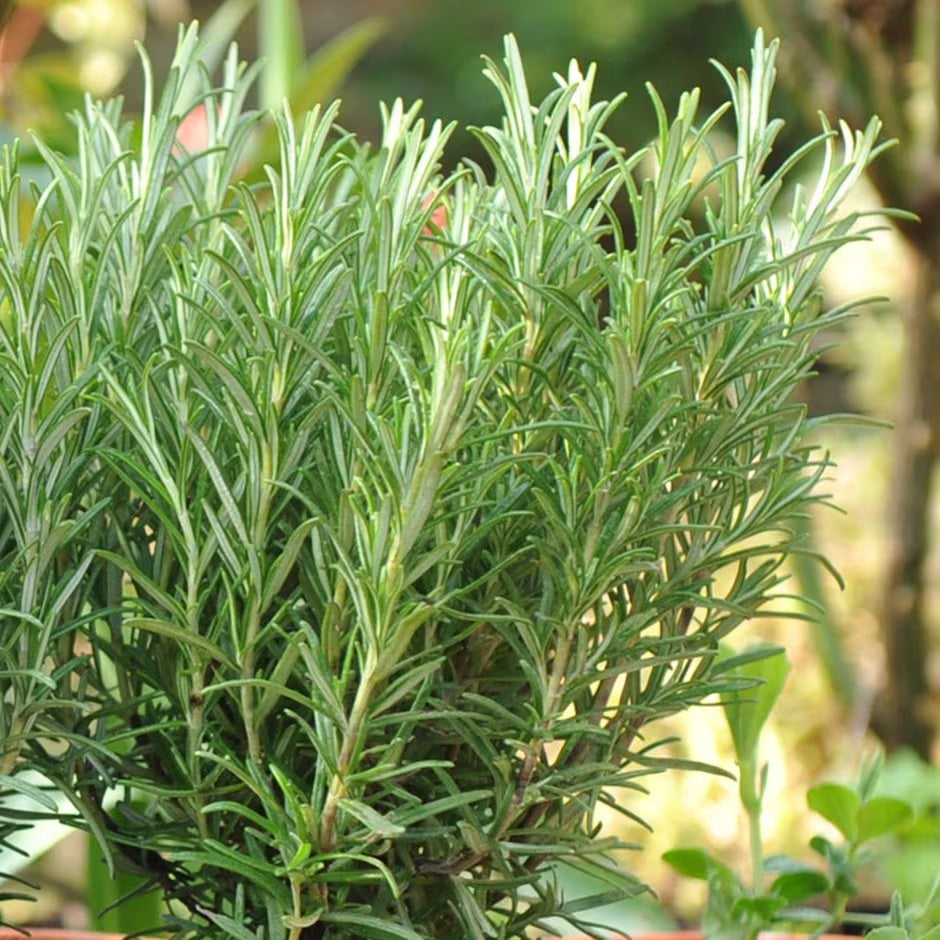 Rozmaring (Rosmarinus officinalis)