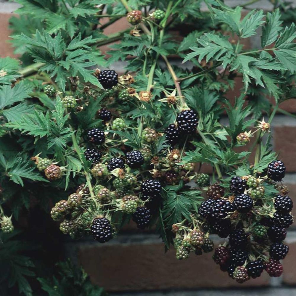 Tüskétlen Fekete szeder (Rubus fruticosus 'Black Satin')