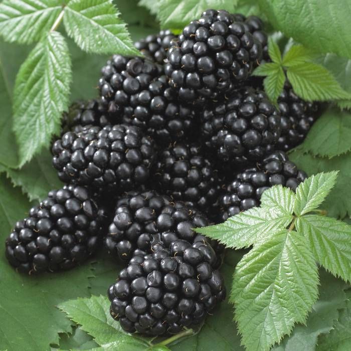 Tüskétlen Fekete szeder (Rubus fruticosus 'Black Satin')