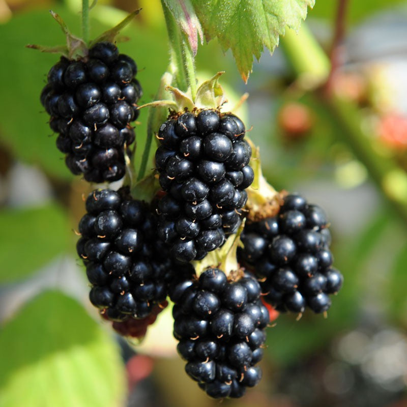 Tüskétlen Fekete szeder (Rubus fruticosus 'Black Satin')