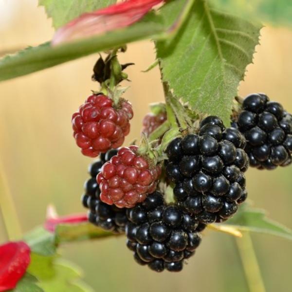 Tüskétlen Fekete szeder (Rubus fruticosus 'Black Satin')