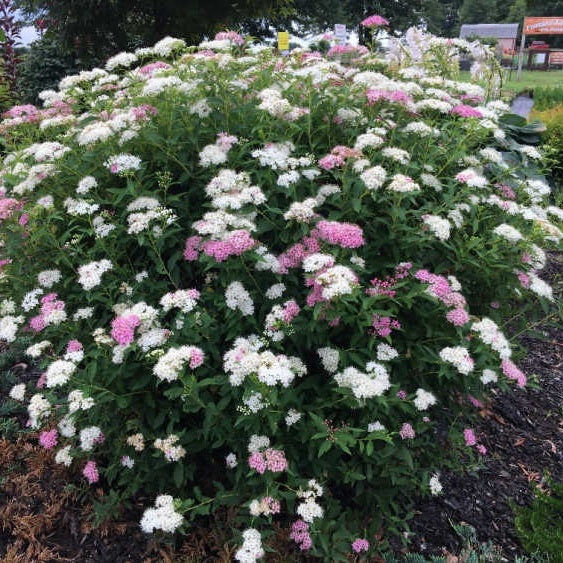 Japán gyöngyvessző (Spiraea japonica 'Genpei')