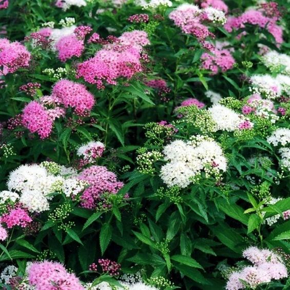 Japán gyöngyvessző (Spiraea japonica 'Genpei')