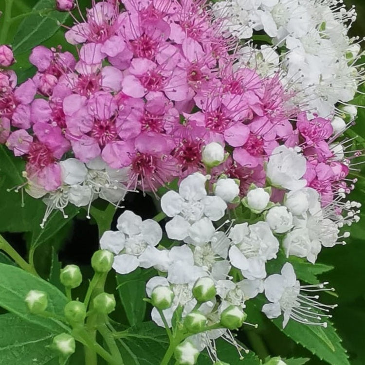 Japán gyöngyvessző (Spiraea japonica 'Genpei')