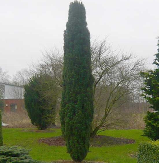 Oszlopos tiszafa (Taxus baccata 'Fastigiata Robusta')