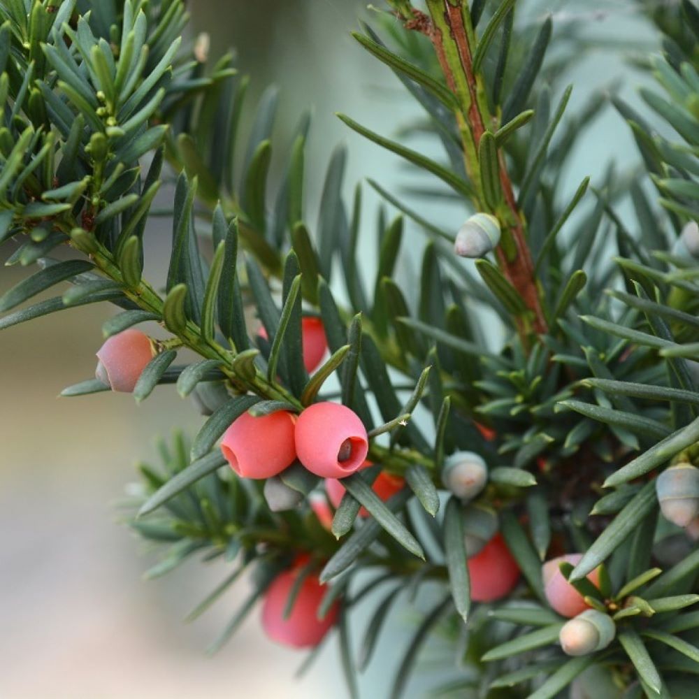 Tiszafa, nőivarú (Taxus media 'Hicksii')