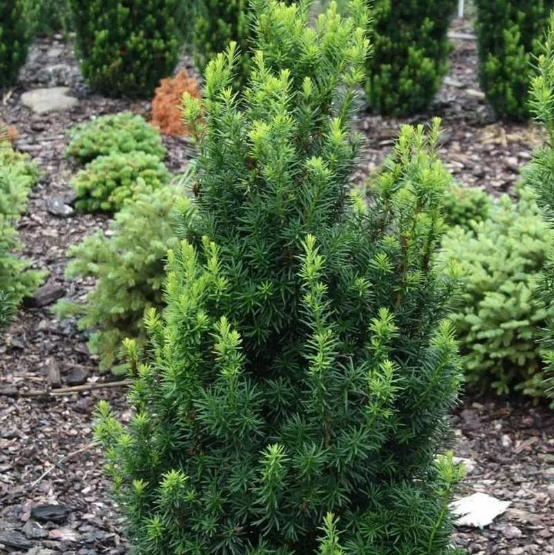 Tiszafa, nőivarú (Taxus media 'Hicksii')