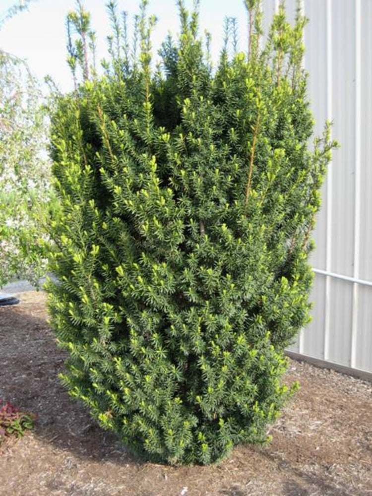 Tiszafa, nőivarú (Taxus media 'Hicksii')