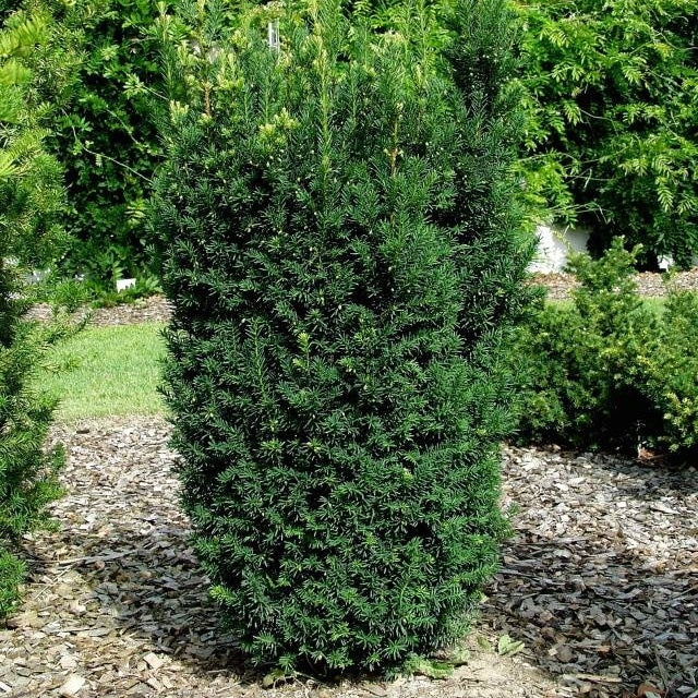 Tiszafa (Taxus x media 'Hillii')