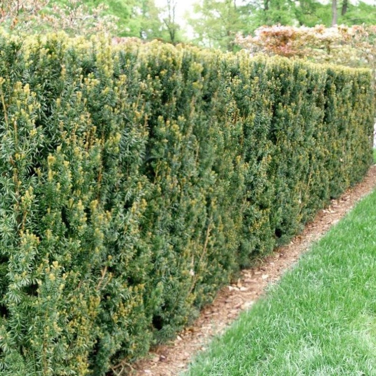 Tiszafa (Taxus x media 'Hillii')