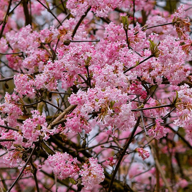 Kikeleti bangita (Viburnum x bodnantense)