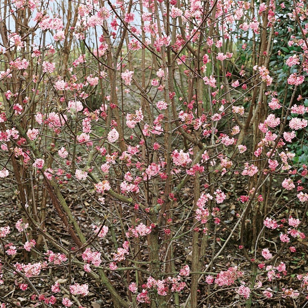 Kikeleti bangita (Viburnum x bodnantense)