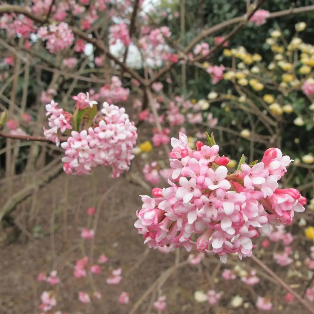 Kikeleti bangita (Viburnum x bodnantense)