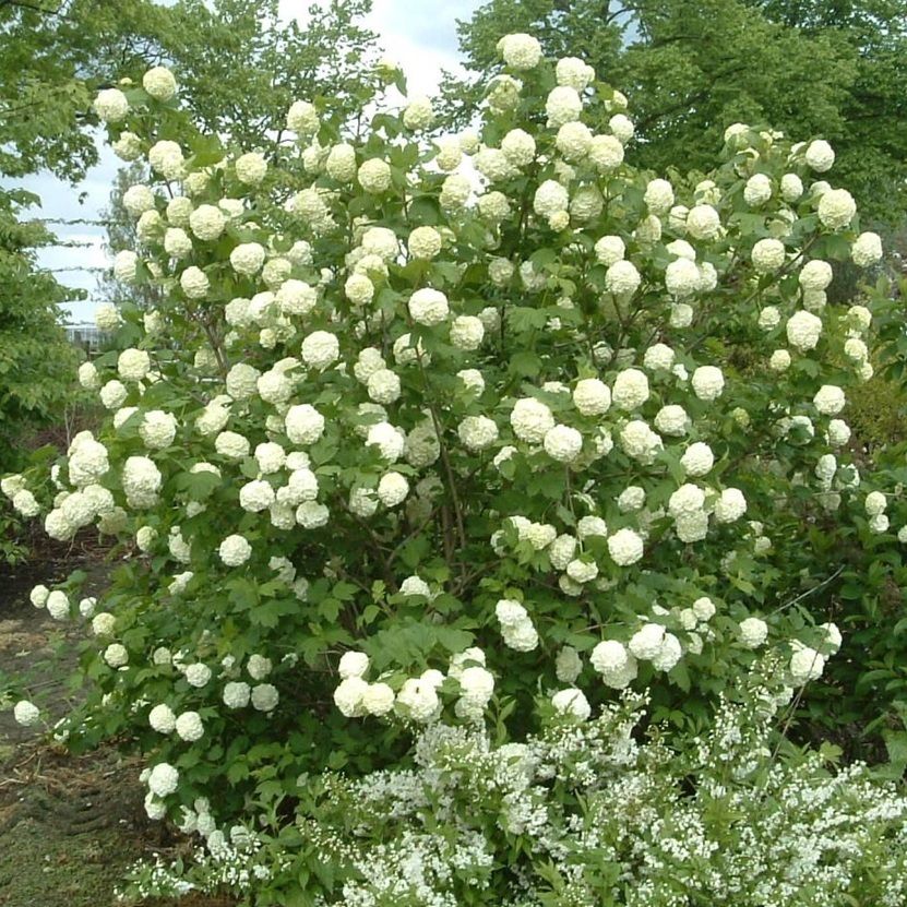 Labdarózsa (Viburnum opulus 'Roseum')