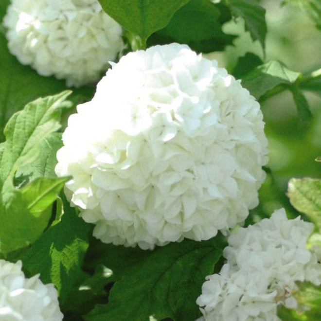 Labdarózsa (Viburnum opulus 'Roseum')