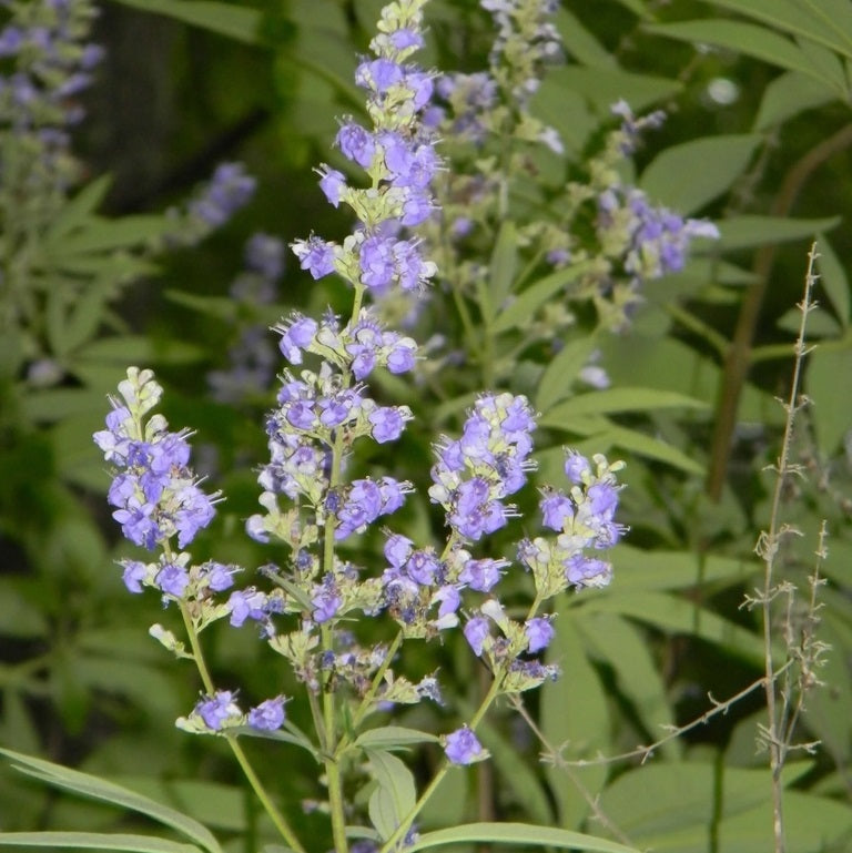 Illatos barátcserje (Vitex agnus-castus)