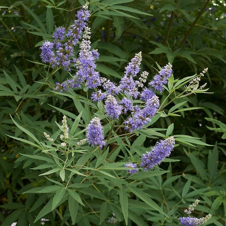Illatos barátcserje (Vitex agnus-castus)