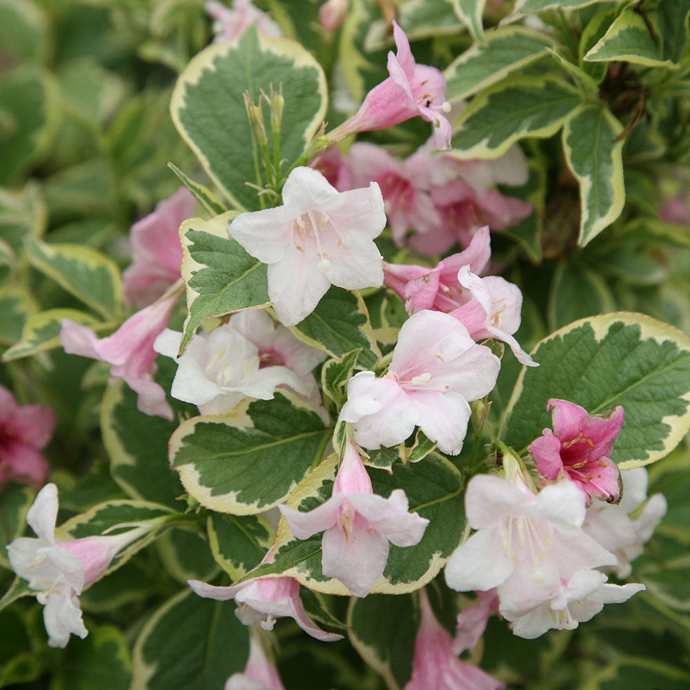 Rózsalonc (Weigela florida 'Variegata')
