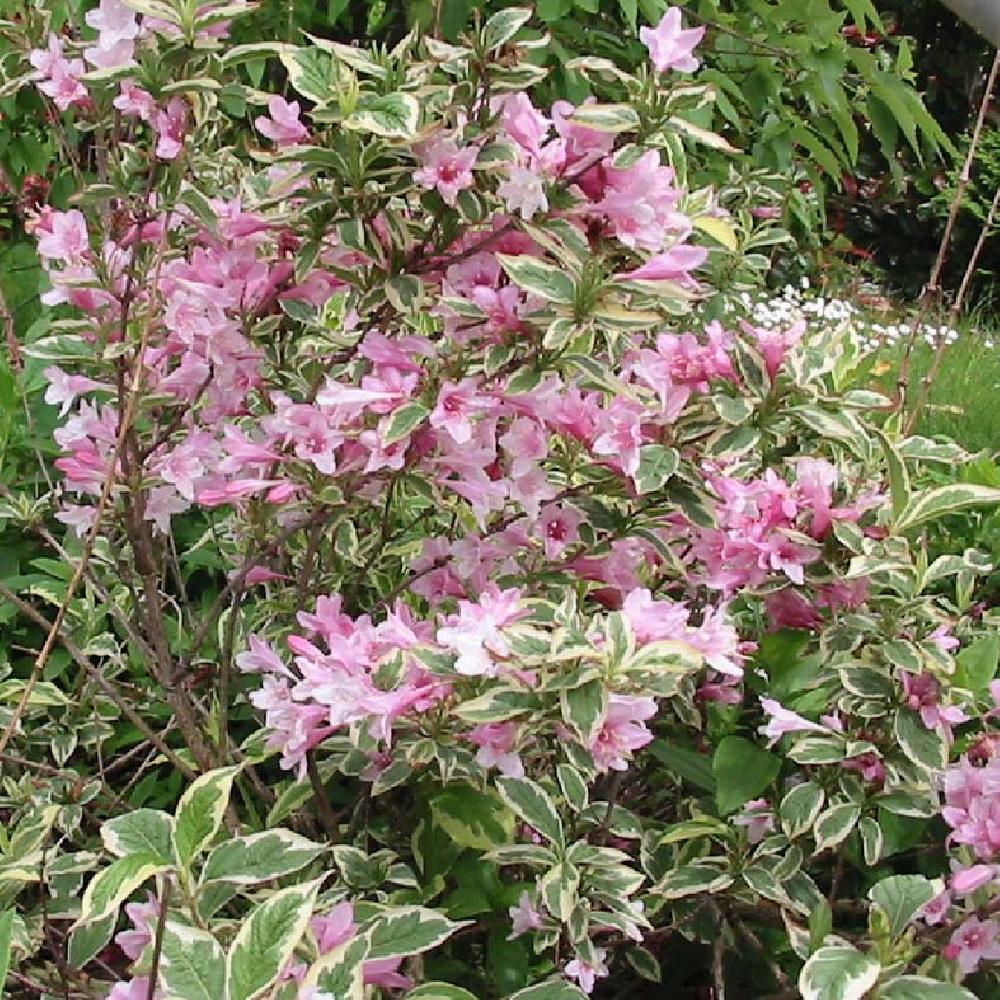 Rózsalonc (Weigela florida 'Variegata')