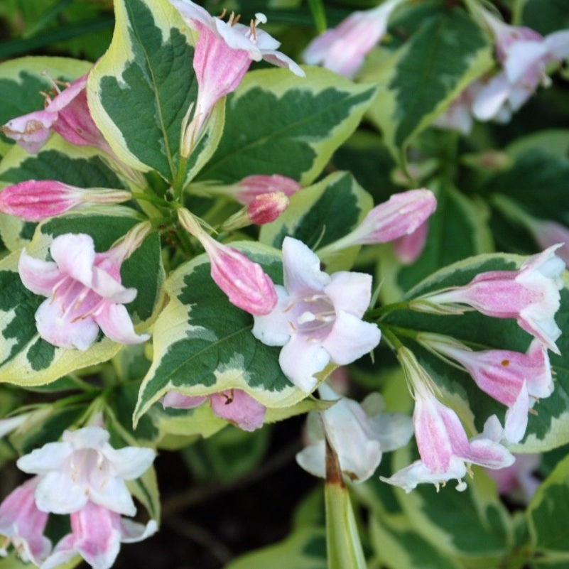 Rózsalonc (Weigela florida 'Variegata')