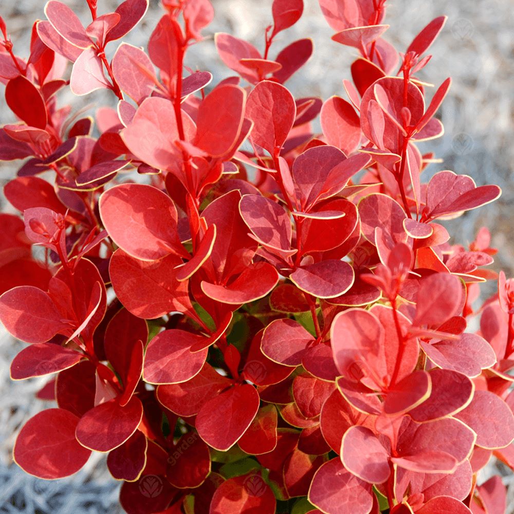 Japán borbolya (Berberis thunbergii 'Orange Rocket')
