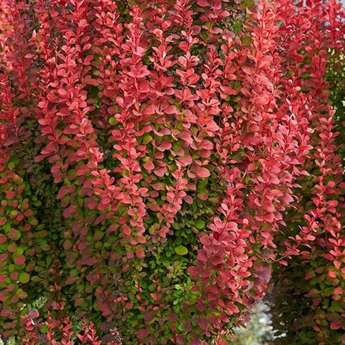 Japán borbolya (Berberis thunbergii 'Orange Rocket')