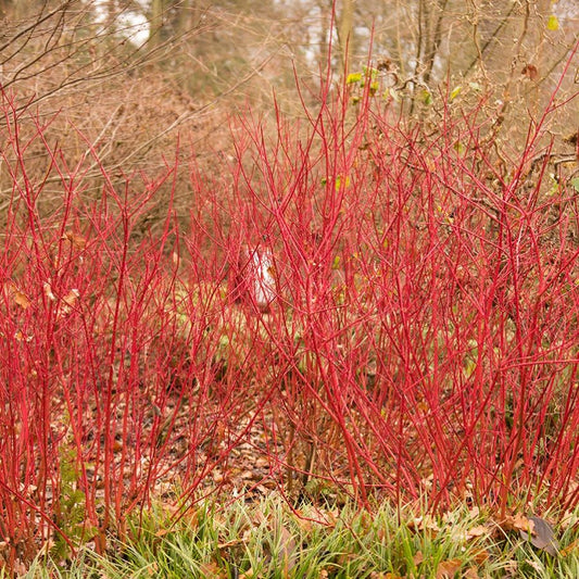 Fehér som (Cornus alba 'Siberian Pearls')