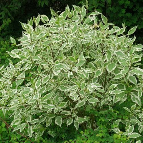 Fehér som (Cornus alba 'Sibirica Variegata')