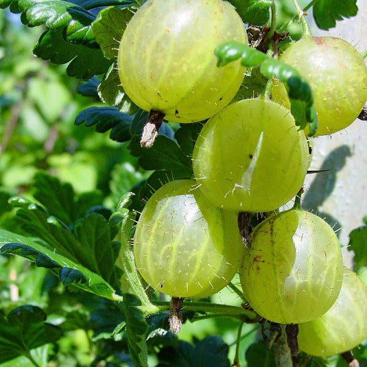 Egres (Ribes glossularia/uva-crispa 'Hinnomaki Sárga/Gelb/Gul')
