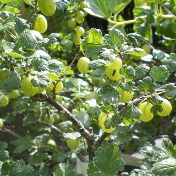 Egres (Ribes glossularia/uva-crispa 'Hinnomaki Sárga/Gelb/Gul')