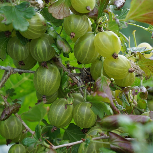 Egres (Ribes glossularia/uva-crispa 'Hinnomaki Zöld/Gron/Grön/Green')