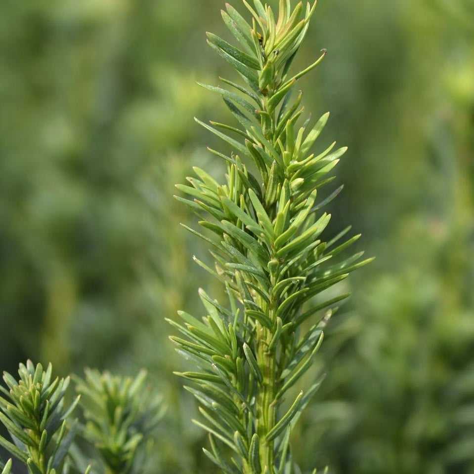 Oszlopos tiszafa (Taxus baccata 'Fastigiata Robusta')