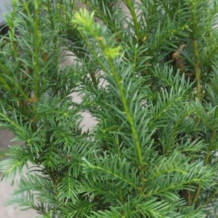 Tiszafa (Taxus media 'Groenland')