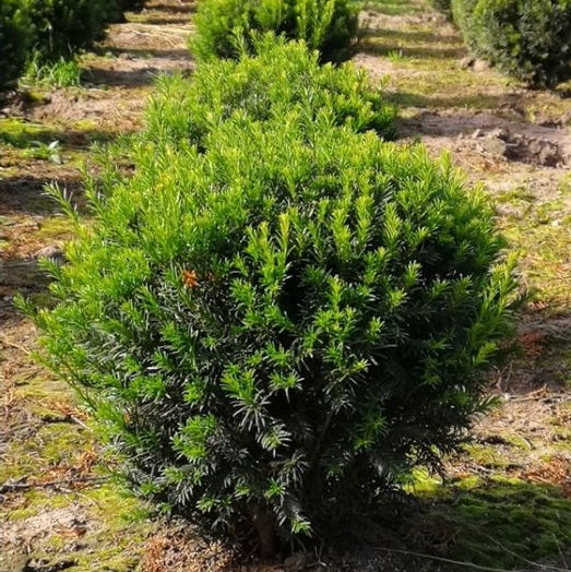 Tiszafa (Taxus media 'Groenland')