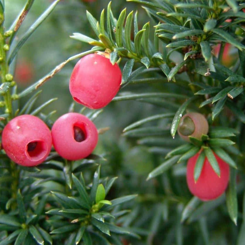 Tiszafa, nőivarú (Taxus media 'Hicksii')